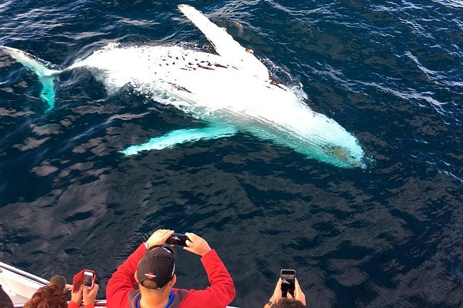 Whale & Dolphin Watching Cruise in Puerto Vallarta All Inclusive - Finding the meeting point near the cruise port