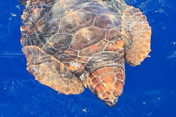 Whale & Dolphin Watching in Madeira - Setting Out From Caniçal Into Madeira’s Blue World
