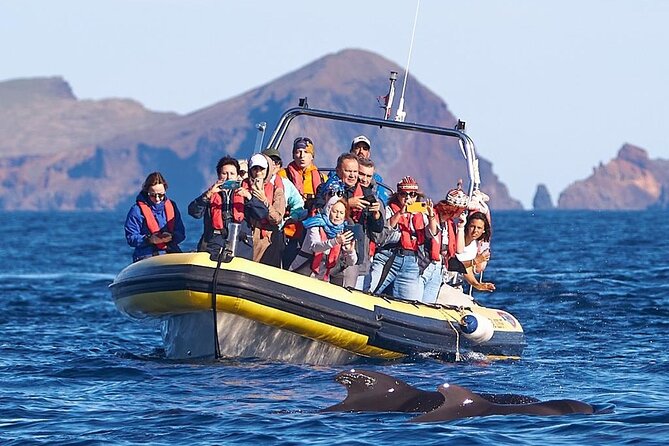 Whale & Dolphin Watching in Madeira - Searching Madeira’s Waters for Dolphins and Whales