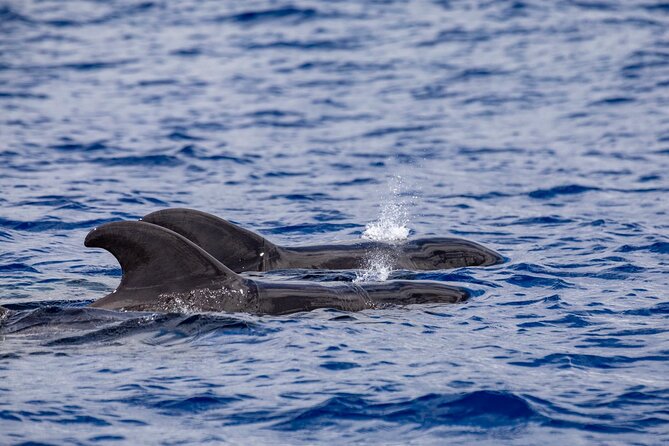 Whale & Dolphin Watching in Madeira - Who Will Enjoy This Boat Trip Most?
