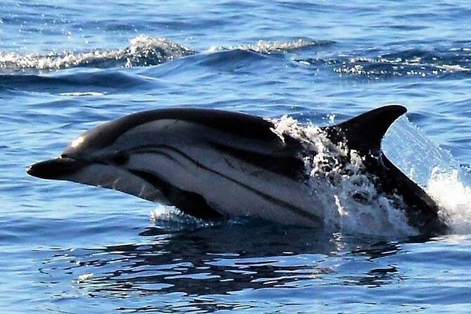 Whale & Dolphin Watching in Madeira - My Recommendation: Book It for the Mix, Not the Guarantee