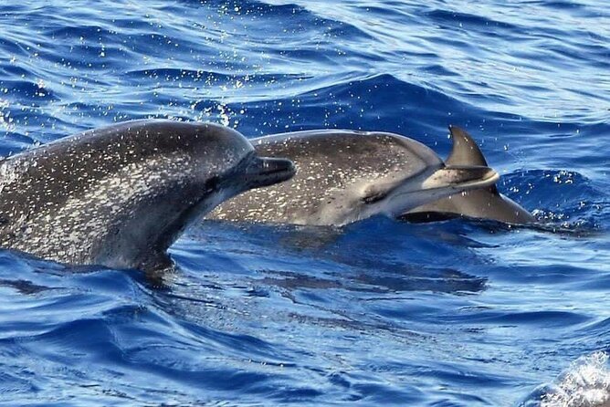 Whale & Dolphin Watching in Madeira - FAQ