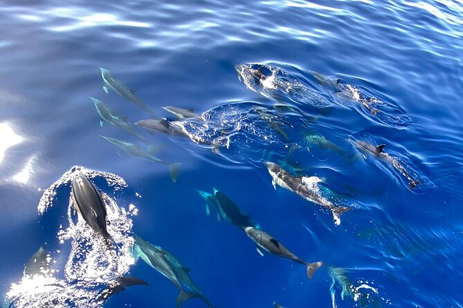 Whale & Dolphin Watching in Madeira - Prainha do Caniçal and the Clear Water at Cais do Sardinha