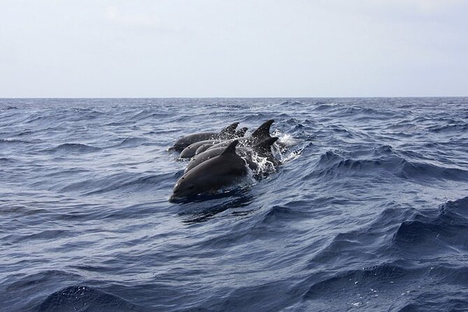 Whale & Dolphin Watching in Tenerife (Puerto Colon) On a Large Catamaran - Why this catamaran trip works well for a Tenerife day