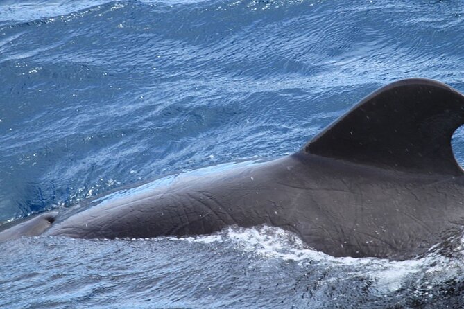 Whale & Dolphin Watching in Tenerife (Puerto Colon) On a Large Catamaran - Food, drinks, and the value of the open bar