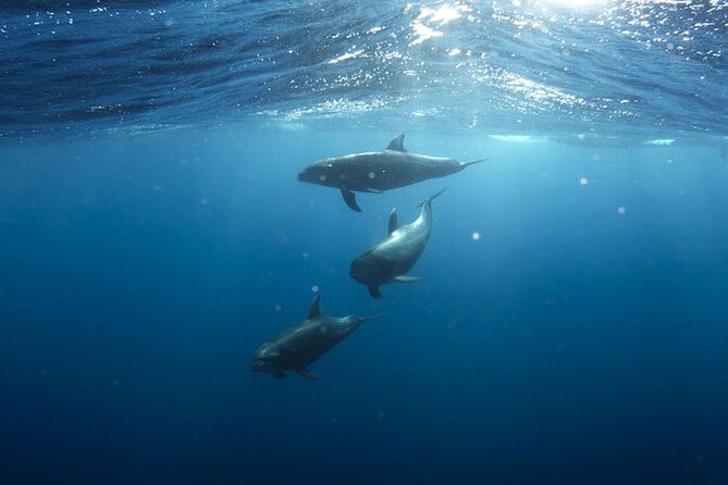 Whale & Dolphin Watching in Tenerife (Puerto Colon) On a Large Catamaran - How crowded will the catamaran feel?