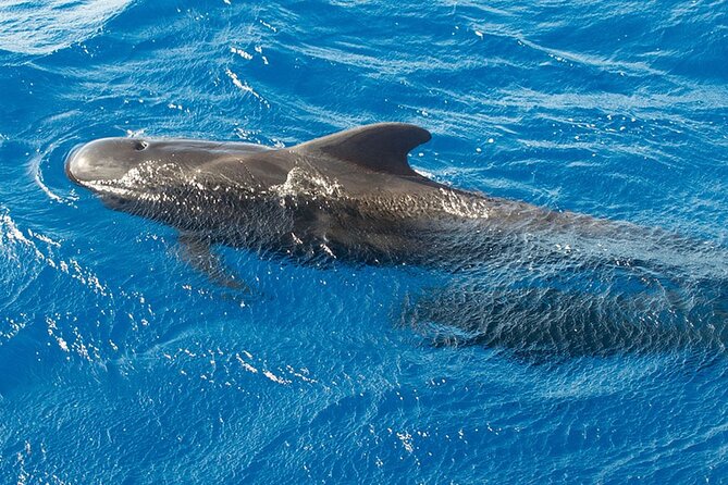 Whale & Dolphin Watching in Tenerife (Puerto Colon) On a Large Catamaran - Timing, language, and the practical details