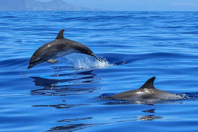 Whale & Dolphin Watching in Tenerife (Puerto Colon) On a Large Catamaran - Who should book this Puerto Colón outing?