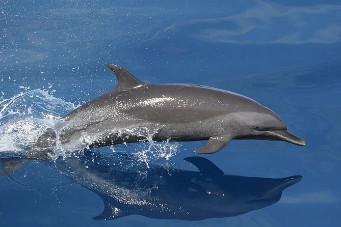 Whale & Dolphin Watching in Tenerife (Puerto Colon) On a Large Catamaran - Searching for whales and dolphins around Tenerife