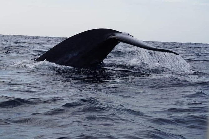 Whale & Dolphin Watching Tour in Trincomalee | Scenic Boat Ride - Why Trincomalee is a good whale-watching base