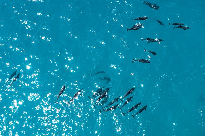 Whale & Dolphin Watching Trincomalee - An early start from Trincomalee and Nilaveli