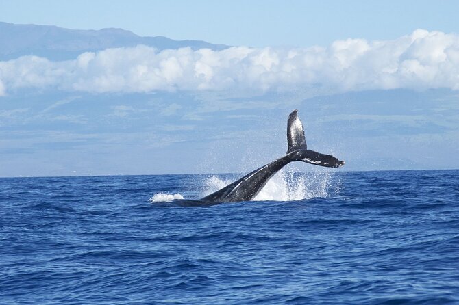 Whale & Dolphin Watching Trincomalee - The three-and-a-half-hour outing