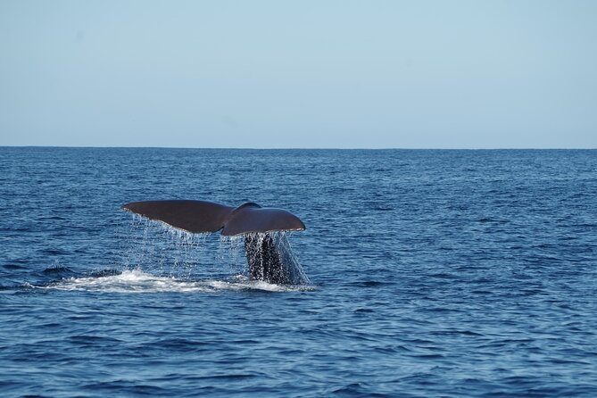 Whale & Dolphin Watching Trincomalee - Is $65 per person fair?