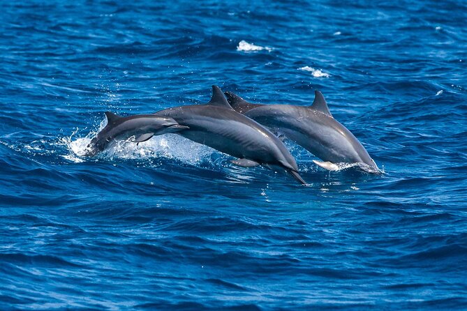 Whale & Dolphin Watching Trincomalee - A strict cancellation policy changes the decision