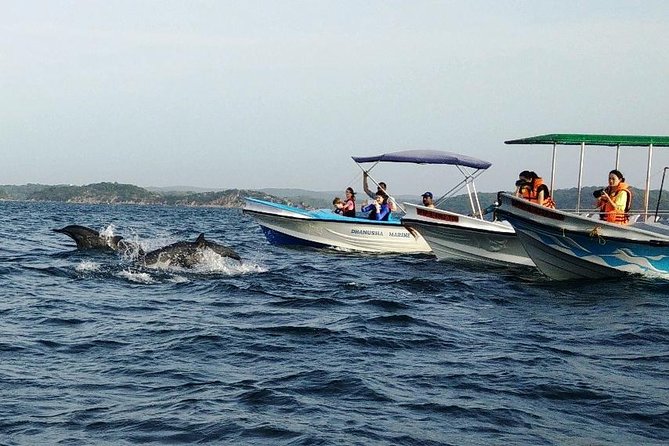 Whale & Dolphin Watching Trincomalee - What you may see off Sri Lanka’s east coast