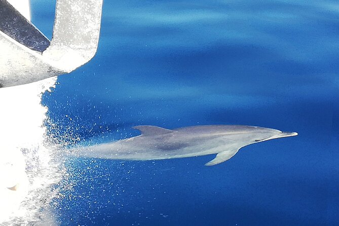 Whale & Dolphin Watching With Mustcat Virgin Coast Trip On a Large Catamaran - Setting out from Tenerife’s south coast