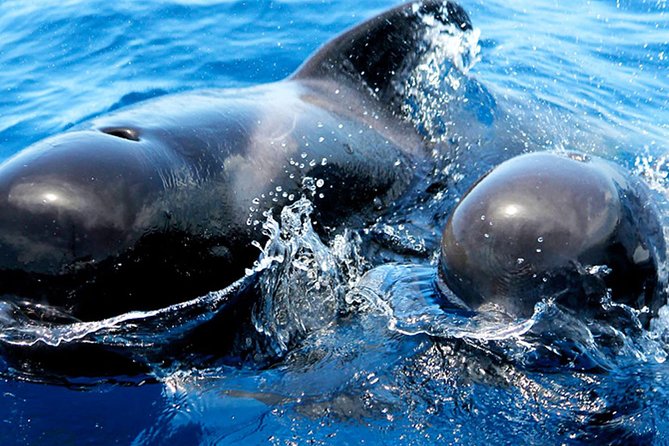 Whale & Dolphin Watching With Mustcat Virgin Coast Trip On a Large Catamaran - Food, drinks, and the real value of $58.17