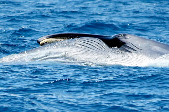 Whale & Dolphin Watching With Mustcat Virgin Coast Trip On a Large Catamaran - How the three hours are likely to feel