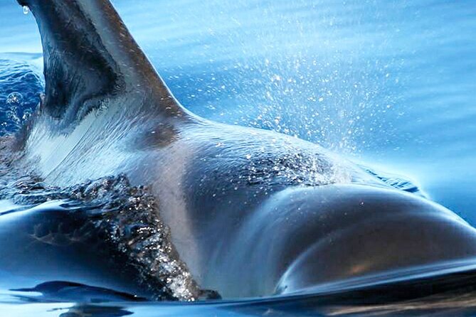 Whale & Dolphin Watching With Mustcat Virgin Coast Trip On a Large Catamaran - Practical details that affect your decision