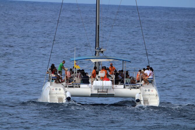 Whale & Dolphin Watching With Mustcat Virgin Coast Trip On a Large Catamaran - Looking for whales and dolphins offshore