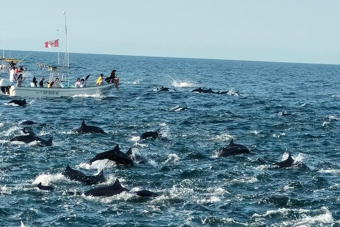 Whale & Dolphin Watching - Searching for dolphins in open water