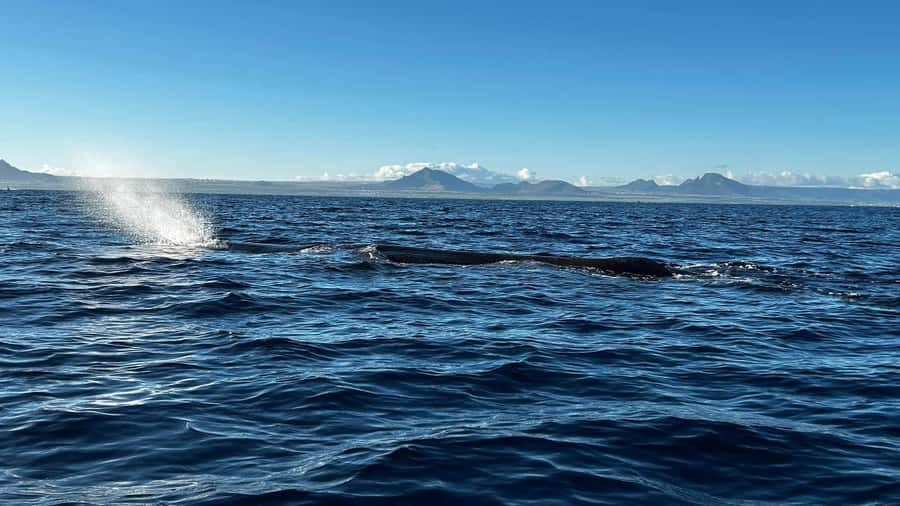 Whale & Dolphins Swimming - Private Speedboat Exclusive Tour - A private boat changes the feel of the morning