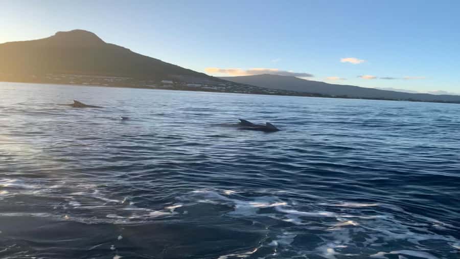 Whale & Dolphins Swimming - Private Speedboat Exclusive Tour - Searching for dolphins in open water