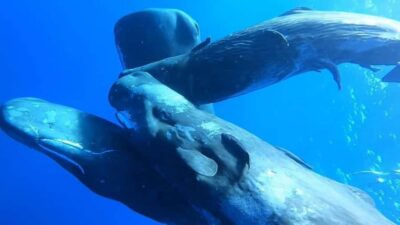 Whale & Dolphins Swimming – Private Speedboat Exclusive Tour