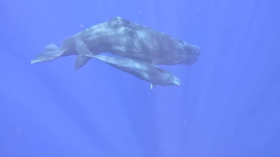 Whale & Dolphins Swimming - Private Speedboat Exclusive Tour - Looking for whales, including sperm whales