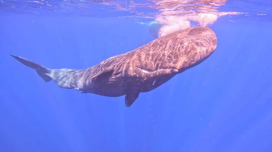 Whale & Dolphins Swimming - Private Speedboat Exclusive Tour - Breakfast onboard, with one important check