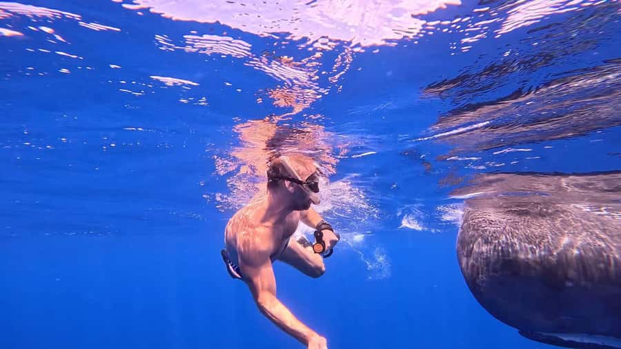 Whale & Dolphins Swimming - Private Speedboat Exclusive Tour - Who will enjoy this most?