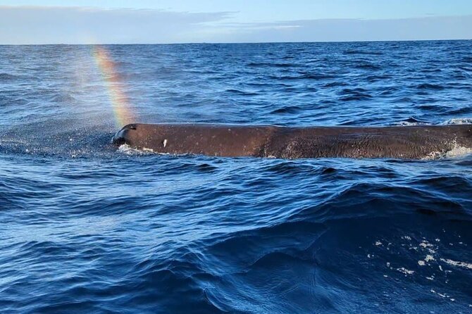 Whale Dream ltd - Whales watching and swim with dolphins - A 6am start from Rivière Noire
