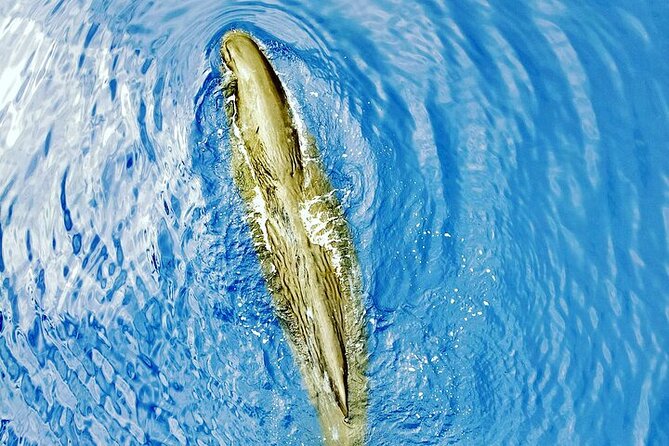 Whale Dream ltd - Whales watching and swim with dolphins - Swimming with spinner and bottlenose dolphins