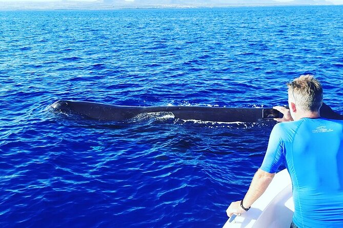 Whale Dream ltd - Whales watching and swim with dolphins - Snacks, soft drinks, and the practical comfort level
