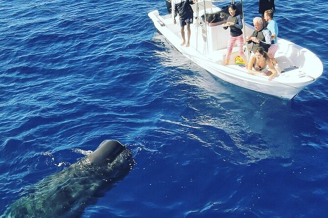 Whale Dream ltd - Whales watching and swim with dolphins - What the private price means for your group