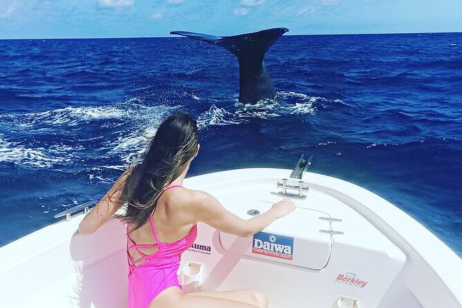 Whale Dream ltd - Whales watching and swim with dolphins - Weather, cancellations, and booking timing