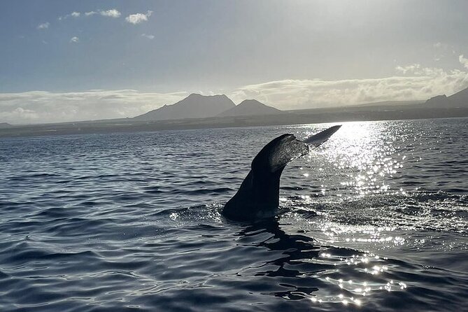 Whale Dream ltd - Whales watching and swim with dolphins - Who will enjoy this morning at sea