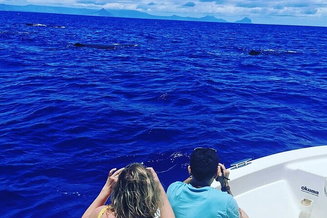 Whale Dream ltd - Whales watching and swim with dolphins - Respecting the whales from the boat