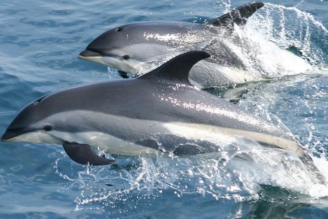 Whale Watching and Dolphin Spotting Cruise - The scenery is worth the ride even without whales