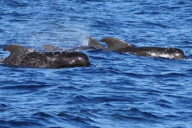 Whale Watching and Dolphin Spotting Cruise - Comfort, seating, and the open-water ride