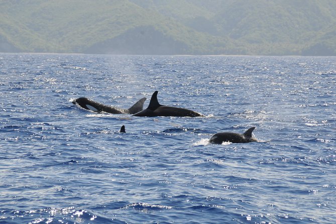 Whale Watching and Dolphin Spotting Cruise - How reliable are the wildlife sightings?