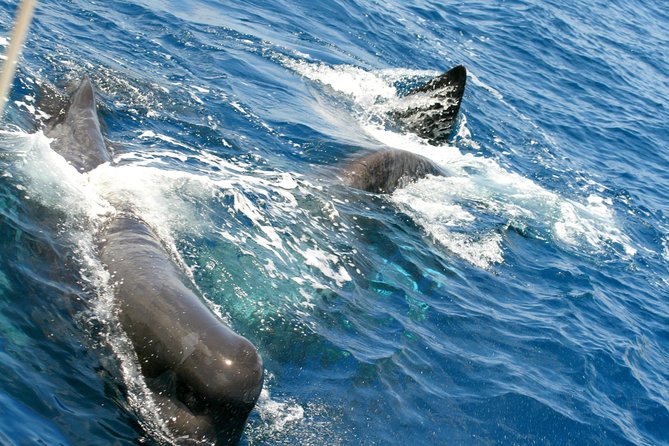 Whale Watching and Dolphin Spotting Cruise - Who will enjoy this cruise most?