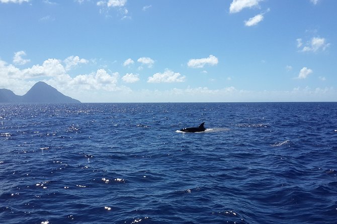 Whale Watching and Dolphin Spotting Cruise - Searching the northern coast for whales and dolphins