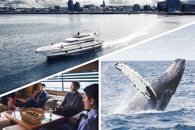 Whale Watching & Dolphin Yacht Cruise - Setting out from Reykjavik’s Old Harbor