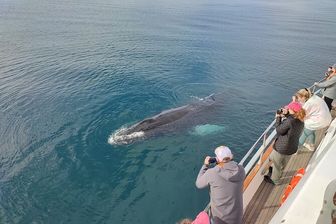 Whale Watching & Dolphin Yacht Cruise - What the onboard guide adds