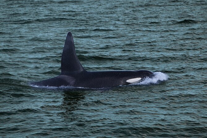 Whale Watching & Dolphin Yacht Cruise - Choosing your viewing spot on the yacht