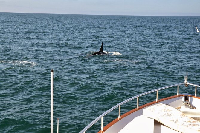 Whale Watching & Dolphin Yacht Cruise - Seasickness and comfort in Icelandic weather