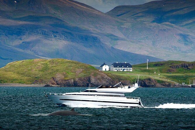 Whale Watching & Dolphin Yacht Cruise - Is $108.61 a fair price?