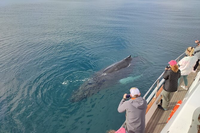 Whale Watching & Dolphin Yacht Cruise - Who should book this cruise?