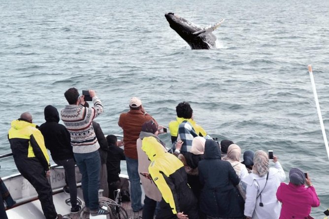 Whale Watching & Dolphin Yacht Cruise - Three hours across Faxafloi Bay